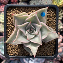 Echeveria 'Madiba' 2"-3" Succulent Plant