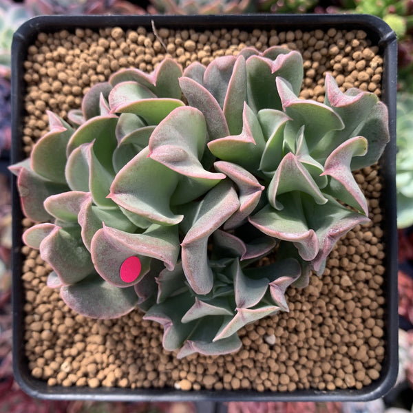 Echeveria 'Black Hawk' 4" Cluster Succulent Plant