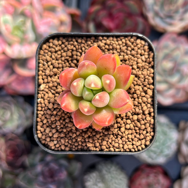 Pachyphytum Compactum 'Pink Glaucum' 1" Small Succulent Plant