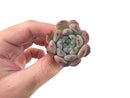 Echeveria 'Viant' 1" Succulent Plant