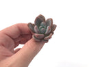 Echeveria 'Monroe Queen' 1"-2" New Hybrid Succulent Plant