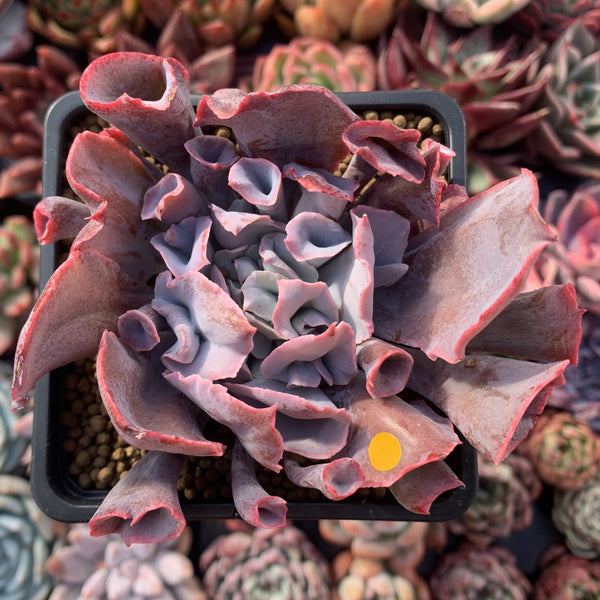 Echeveria 'Trumpet Pinky' 3" Succulent Plant