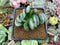 Haworthia Truncata sp. 2"-3" Cluster Succulent Plant