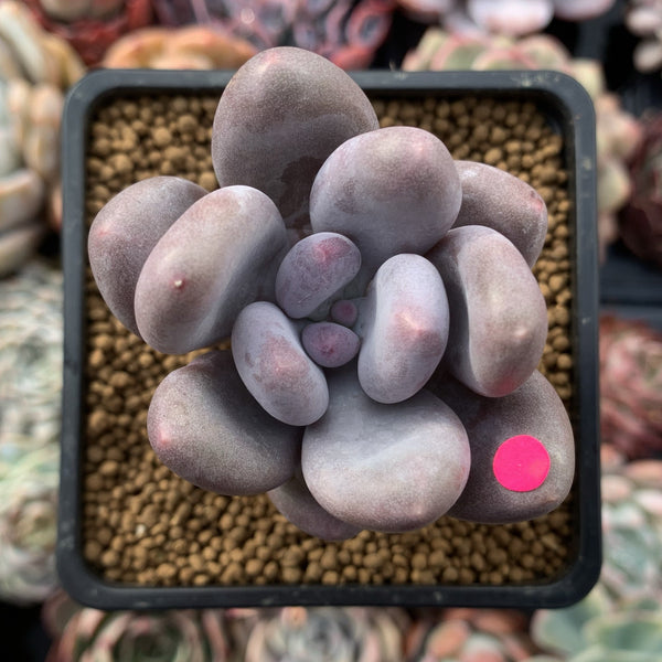 Pachyveria 'Beauty' 2" Powdery Succulent Plant