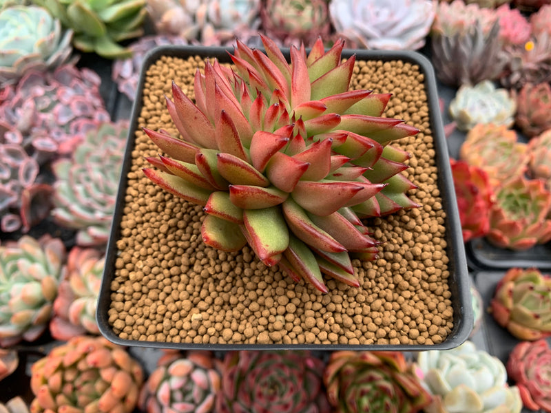 Echeveria Agavoides 'Ebony' Crested Cluster 3"-4" Succulent Plant