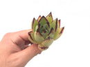 Echeveria Agavoides ‘Black Edge’ 1”-2” Succulent Plant