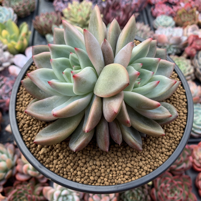 Echeveria Agavoides 'Sharman' Large Double Headed Cluster 5"-6" Succulent Plant