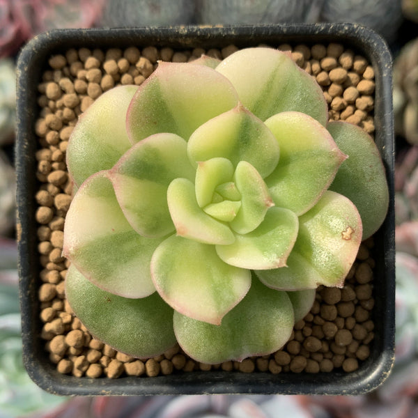 Echeveria 'Nicksana' Variegated 1" Succulent Plant