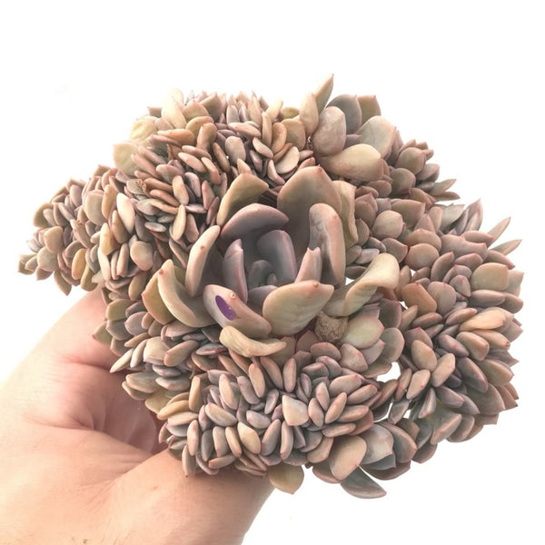 Graptoveria 'Debbie' Crested 5"-6" Rare Succulent Plant