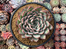 Echeveria sp. 4"-5" Powdery Succulent Plant