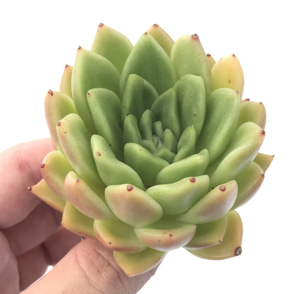 Echeveria Agavoides 'Red Gilva' 4" Succulent Plant