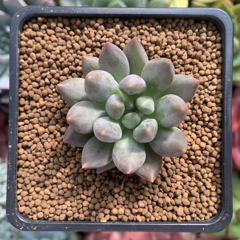 Pachyphytum 'Angel Finger' 1" Succulent Plant