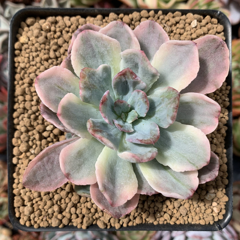 Echeveria 'Holwayi' Variegated 3"-4" Succulent Plant