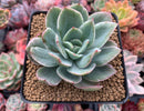 Echeveria 'Luella' Unique Variegated 3" Succulent Plant