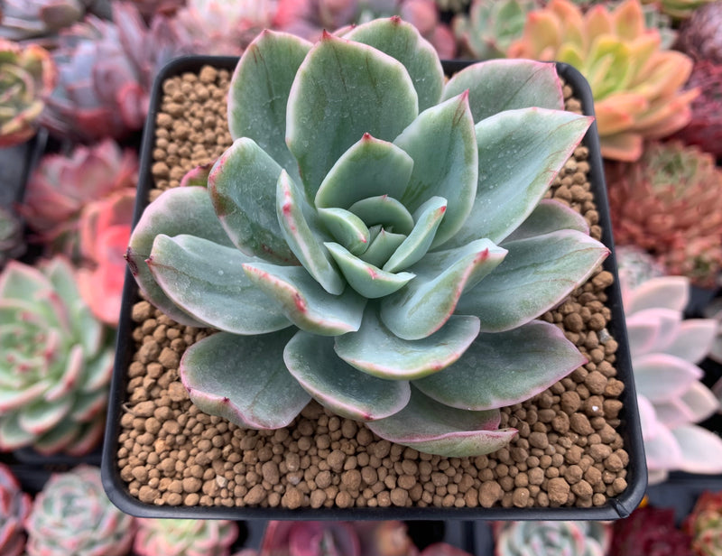 Echeveria 'Luella' Unique Variegated 3" Succulent Plant