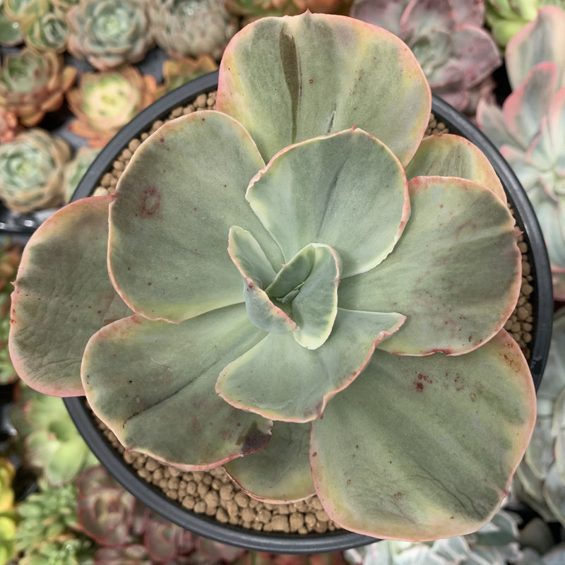 Echeveria sp. Variegated *NOT A TRUE ZUSUNG ICE AGE* 4" Succulent Plant