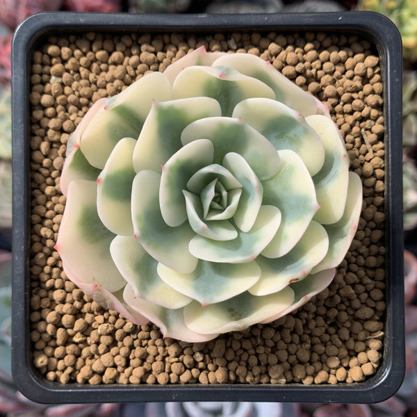 Echeveria 'Compton Carousel' 3" Succulent Plant