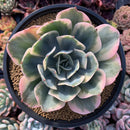 Echeveria 'Secunda' Variegated 4"-5" Large Succulent Plant