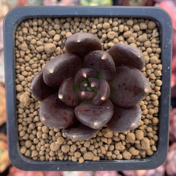 Echevera 'Blackbird' 1" New Hybrid Succulent Plant