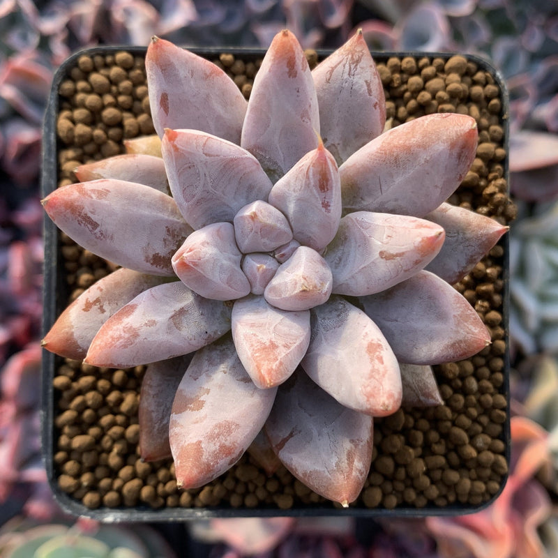 Echeveria 'Tolimanensis' 2"-3" Succulent Plant