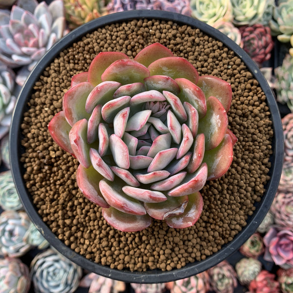 Echeveria sp. 4" Succulent Plant