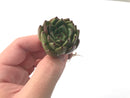 Echeveria Agavoides 'Redtip' 1" Rare Succulent Plant