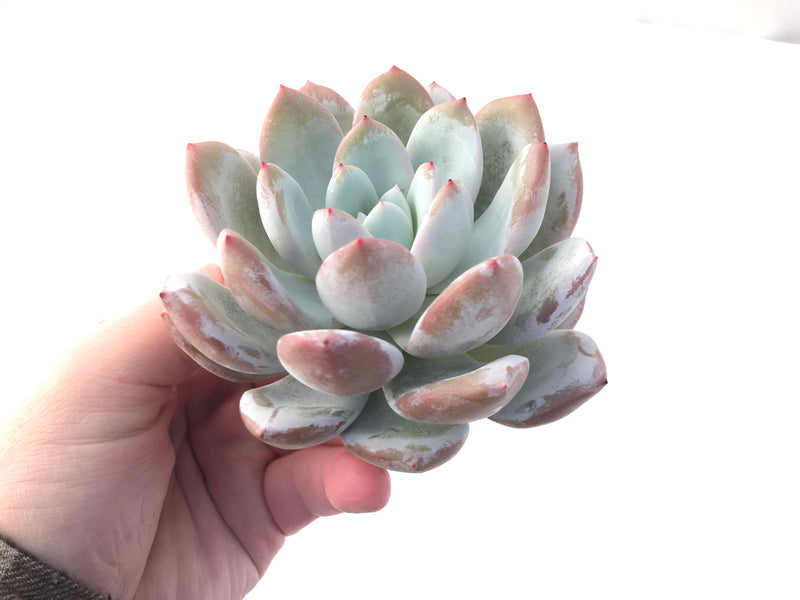 Echeveria 'Ivory' 4" Powdery Succulent Plant