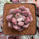 Pachyveria 'Indian Pink' 2"-3" Air Magic Hybrid Succulent Plant