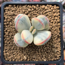 Cotyledon 'Orbiculata' Variegated Cutting 2" Succulent Plant