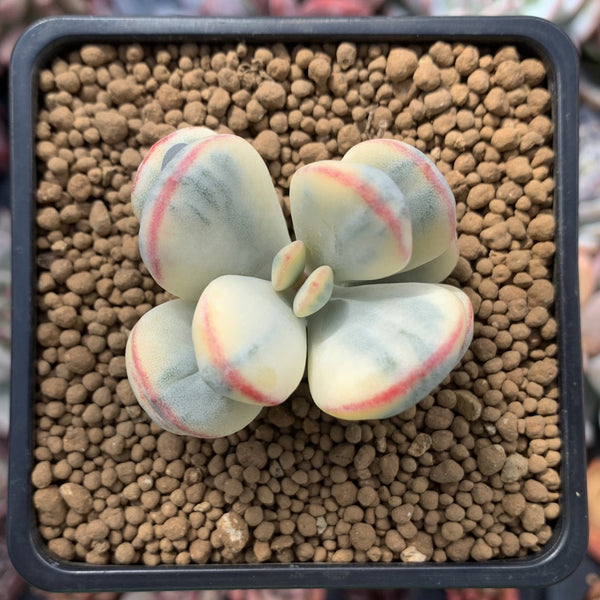 Cotyledon 'Orbiculata' Variegated Cutting 2" Succulent Plant