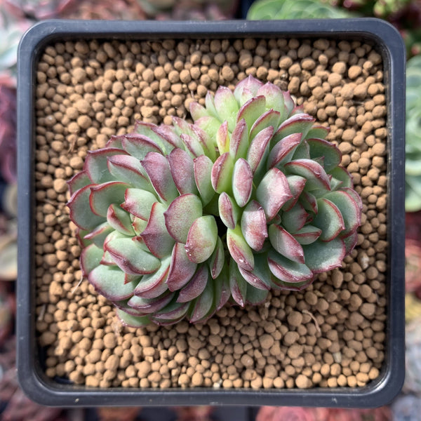 Echeveria 'Karen' Cluster 2" Succulent Plant