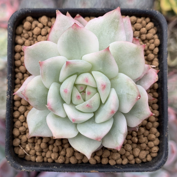 Echeveria 'Tippy' Variegated 1" Small Succulent Plant