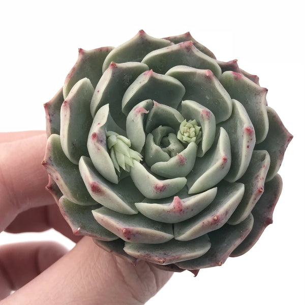 Echeveria ‘Gold Light’ 2” Rare Succulent Plant