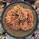 Echeveria Agavoides 'Elk Horn' Crested Cluster 4"-5" Succulent Plant