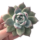 Echeveria 'Black Sabbath' 4"-5" Powdery Succulent Plant