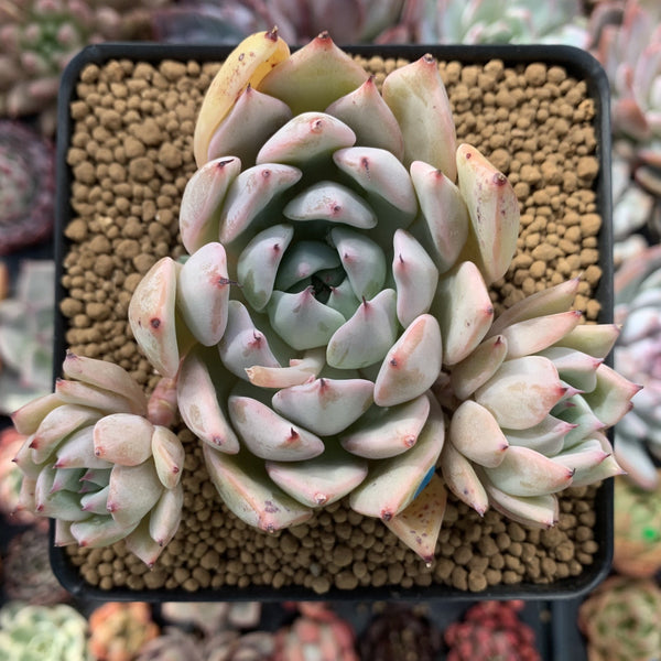 Echeveria 'Larega' 3" Succulent Plant