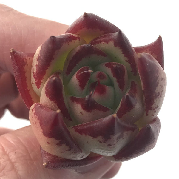 Echeveria Agavoides 'Casio' 1" Small Succulent Plant