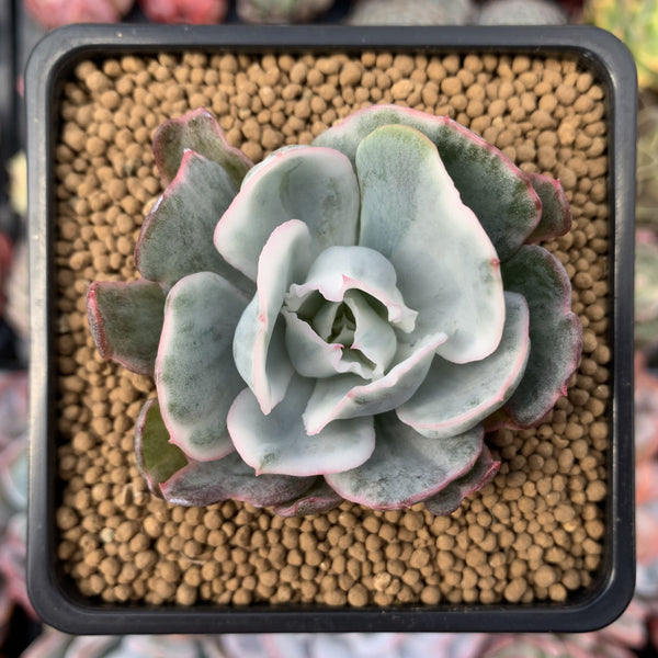 Echeveria 'Berkley Light' Variegated 2” Succulent Plant