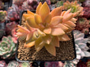 Graptosedum 'California Sunset' 3" Cutting Succulent Plant