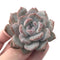 Echeveria 'Hosikage' 2"-3" Powdery Succulent Plant