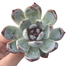 Echeveria 'Trumso' 4" Succulent Plant