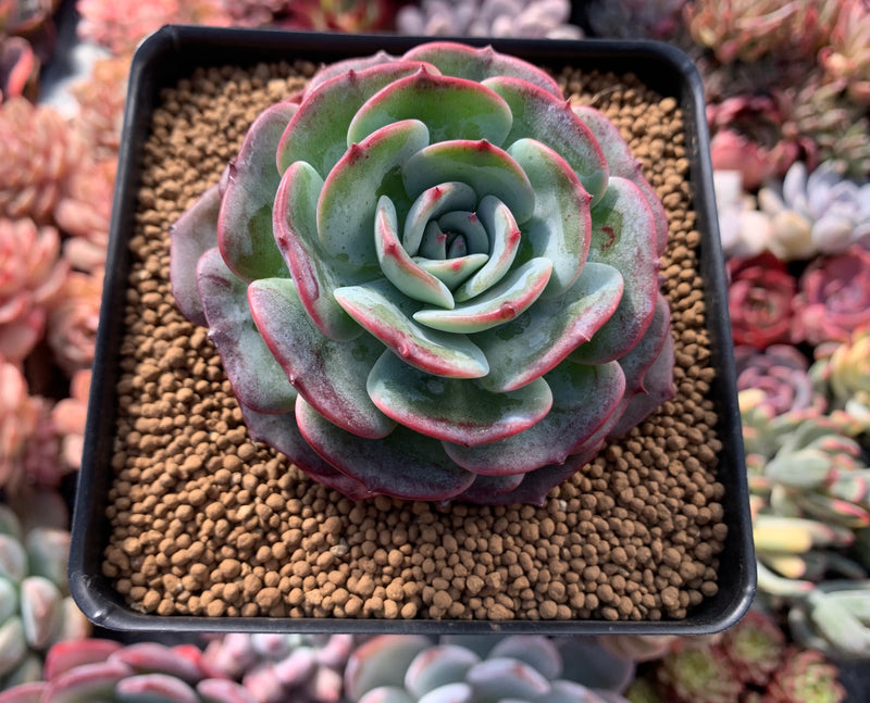 Echeveria sp. 3" Succulent Plant