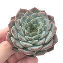 Echeveria 'Helena' Hybrid 2"-3" Powdery Succulent Plant