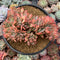 Echeveria 'Luella' Crested Cluster 5"-6" Succulent Plant