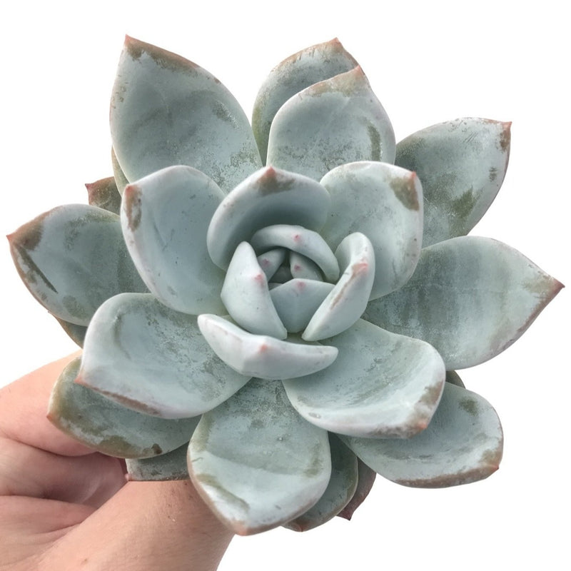 Echeveria 'Ivory' 4" Powdery Succulent Plant