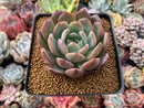 Echeveria 'Star Mark' 3"-4" Succulent Plant