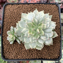 Echeveria 'Olivia' Variegated 2"-3" Succulent Plant