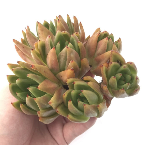 Echeveria Agavoides 'Maria' 6" Cluster Succulent Plant