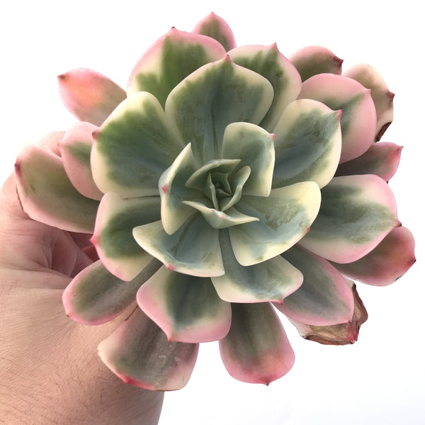 Echeveria 'Secunda' Variegated 4"-5" Succulent Plant