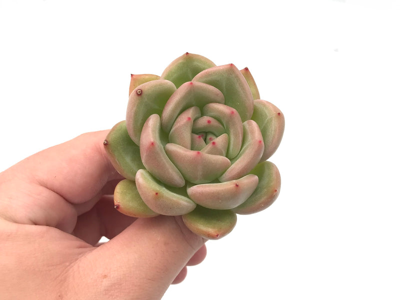 Echeveria Agavoides 'White Champagne' 2"-3" Rare Succulent Plant